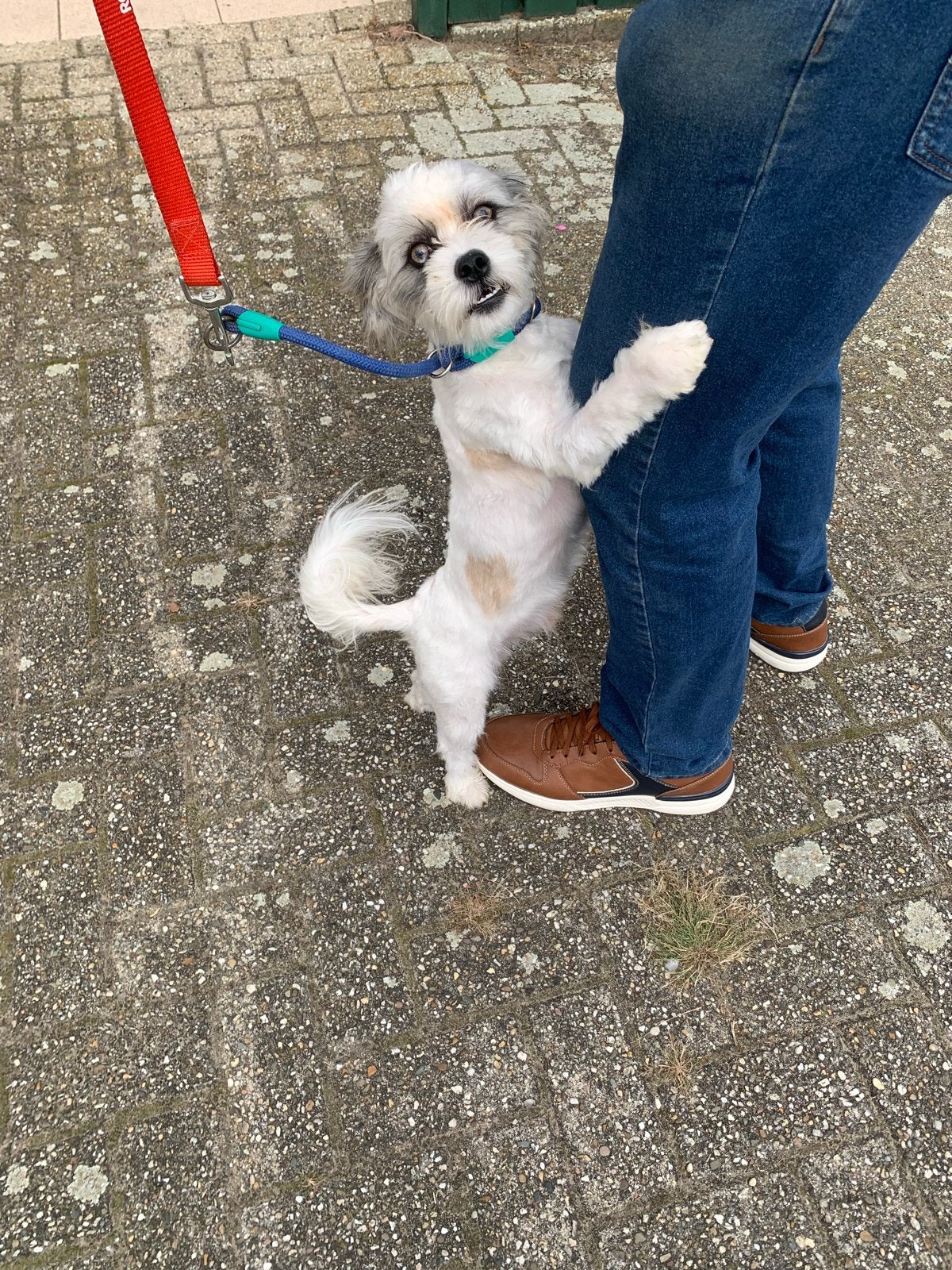 Maltipoo, CDV (hondenziekte), Maltezer, 15 weken tot 1 jaar, Reu