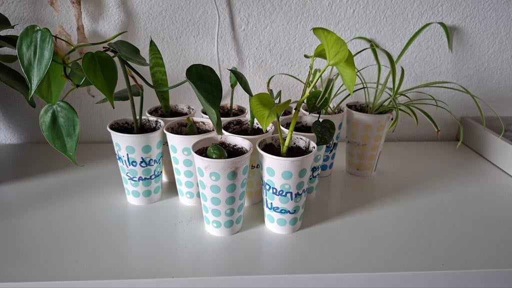 Te koop mini plantjes., Huis en Inrichting, Kamerplanten, Ophalen, Halfschaduw, Minder dan 100 cm