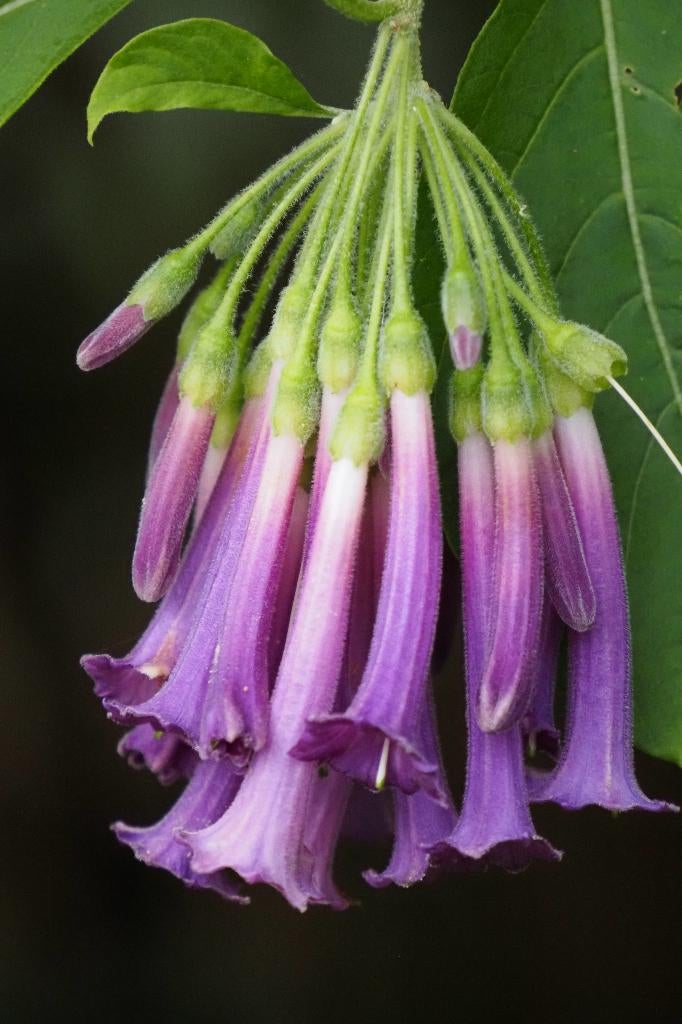 Wie zoekt er een mooie grote Iochroma ? Meerdere kleuren., Volle zon, Vaste plant, Zomer, Ophalen