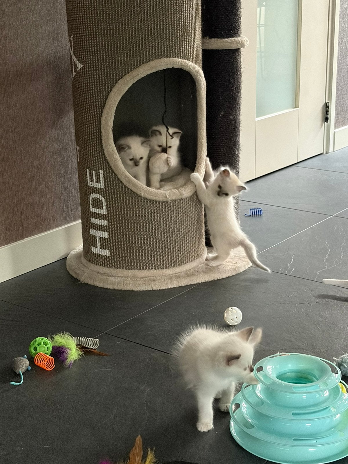 Heilige birmaan kittens