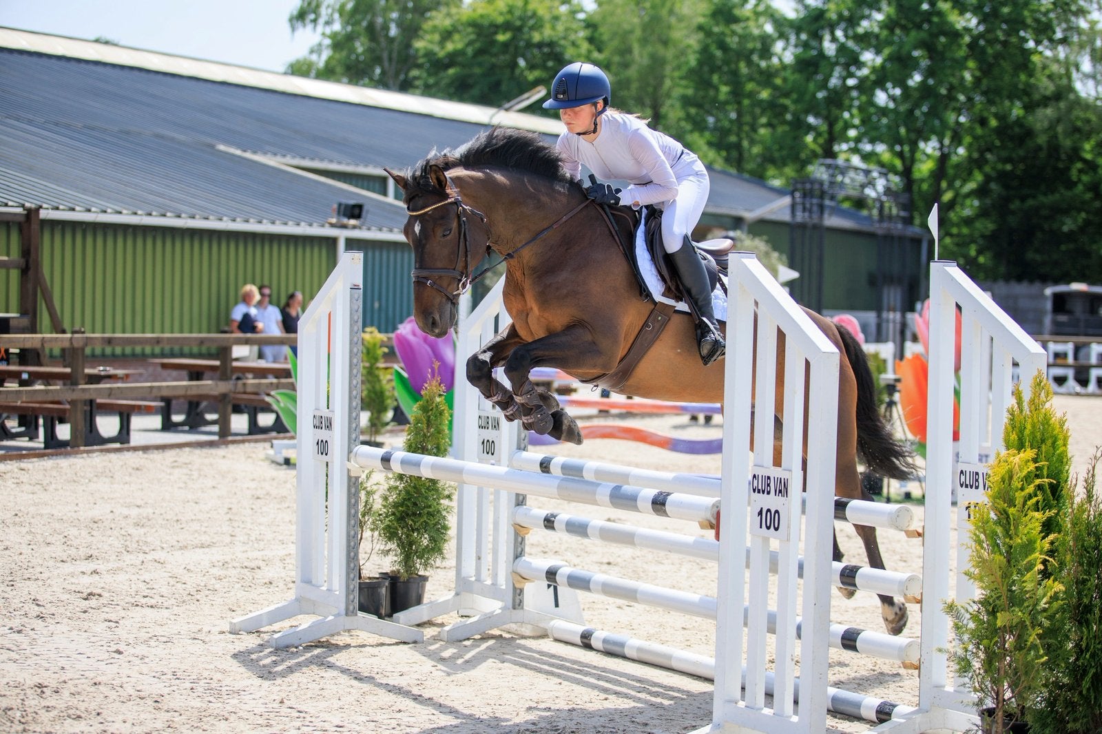 E-pony, Dieren en Toebehoren, Pony's, E pony (1.48m - 1.57m), Met stamboom, Ruin, Springpony