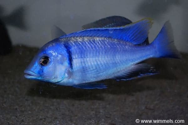 Gezocht Malawi cichliden., Dieren en Toebehoren, Vissen | Aquariumvissen, Vis, Zoetwatervis