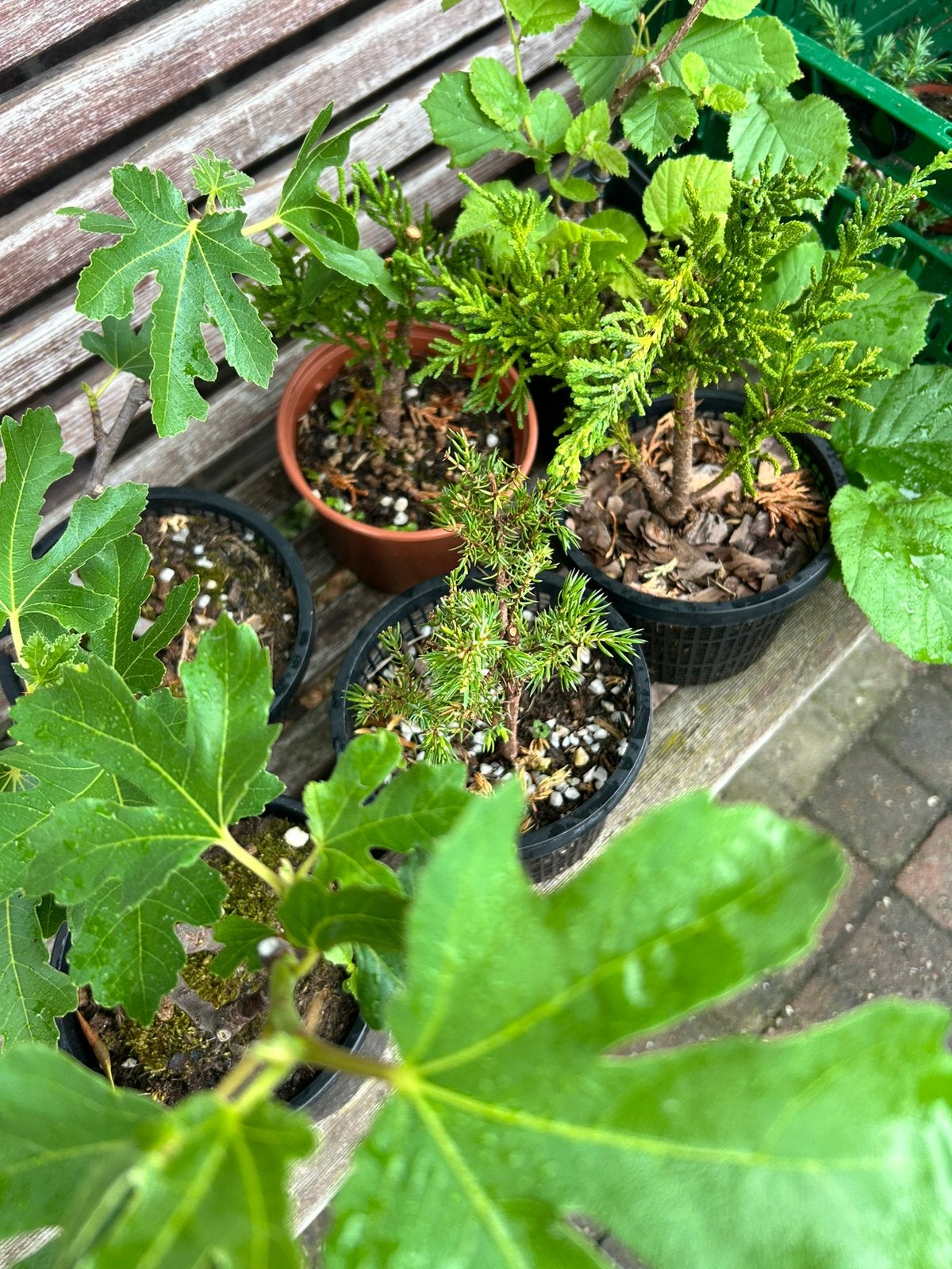 Bonsai Starters, Tuin en Terras, Planten | Tuinplanten, Overige soorten, Volle zon, Ophalen