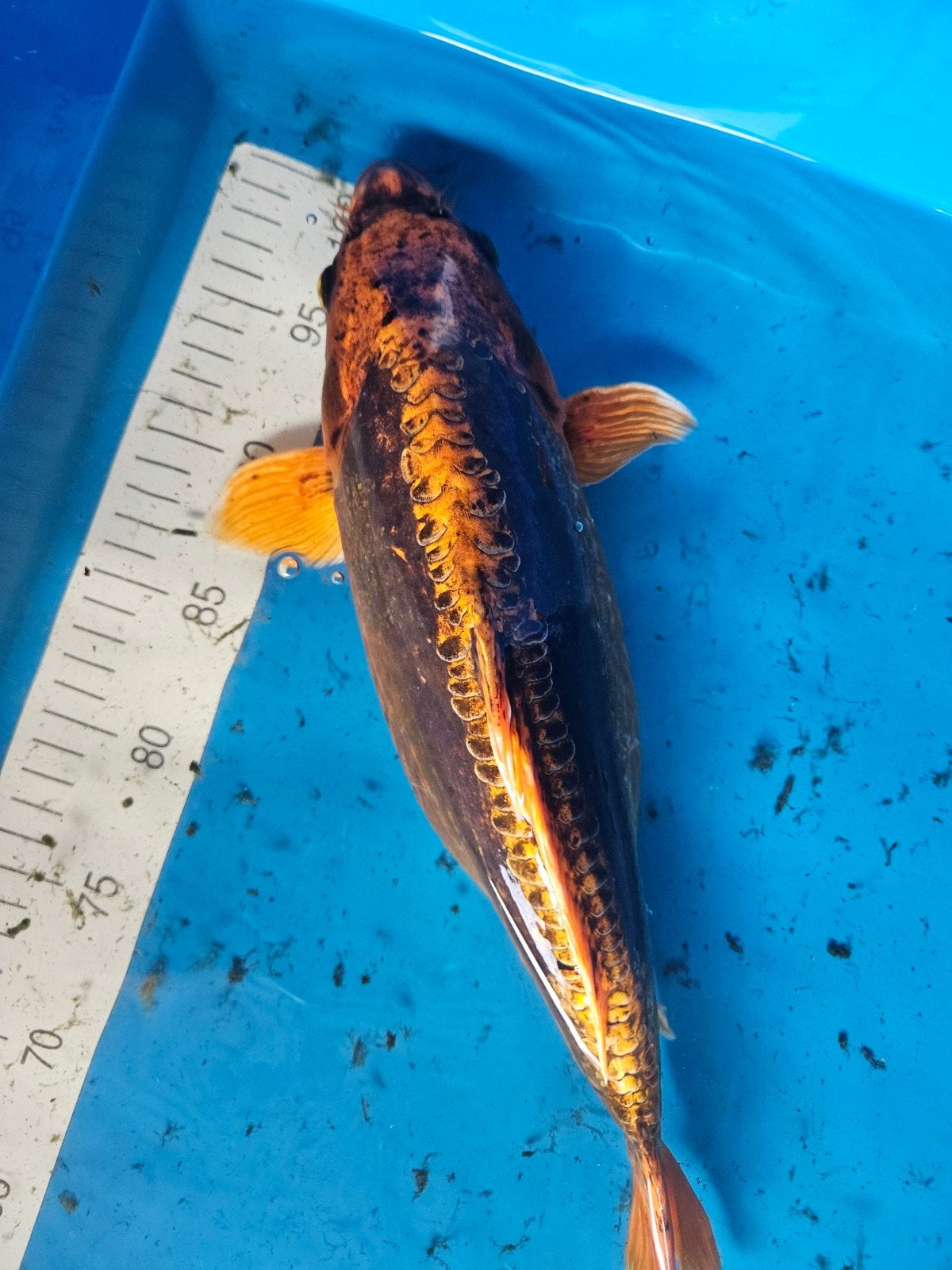 leuke koi Doitsu, Karper of Koi