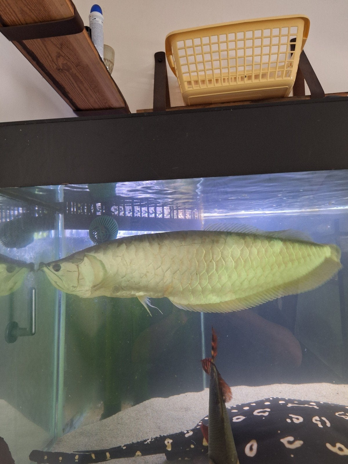 Arowana 70 cm, Ophalen of Verzenden