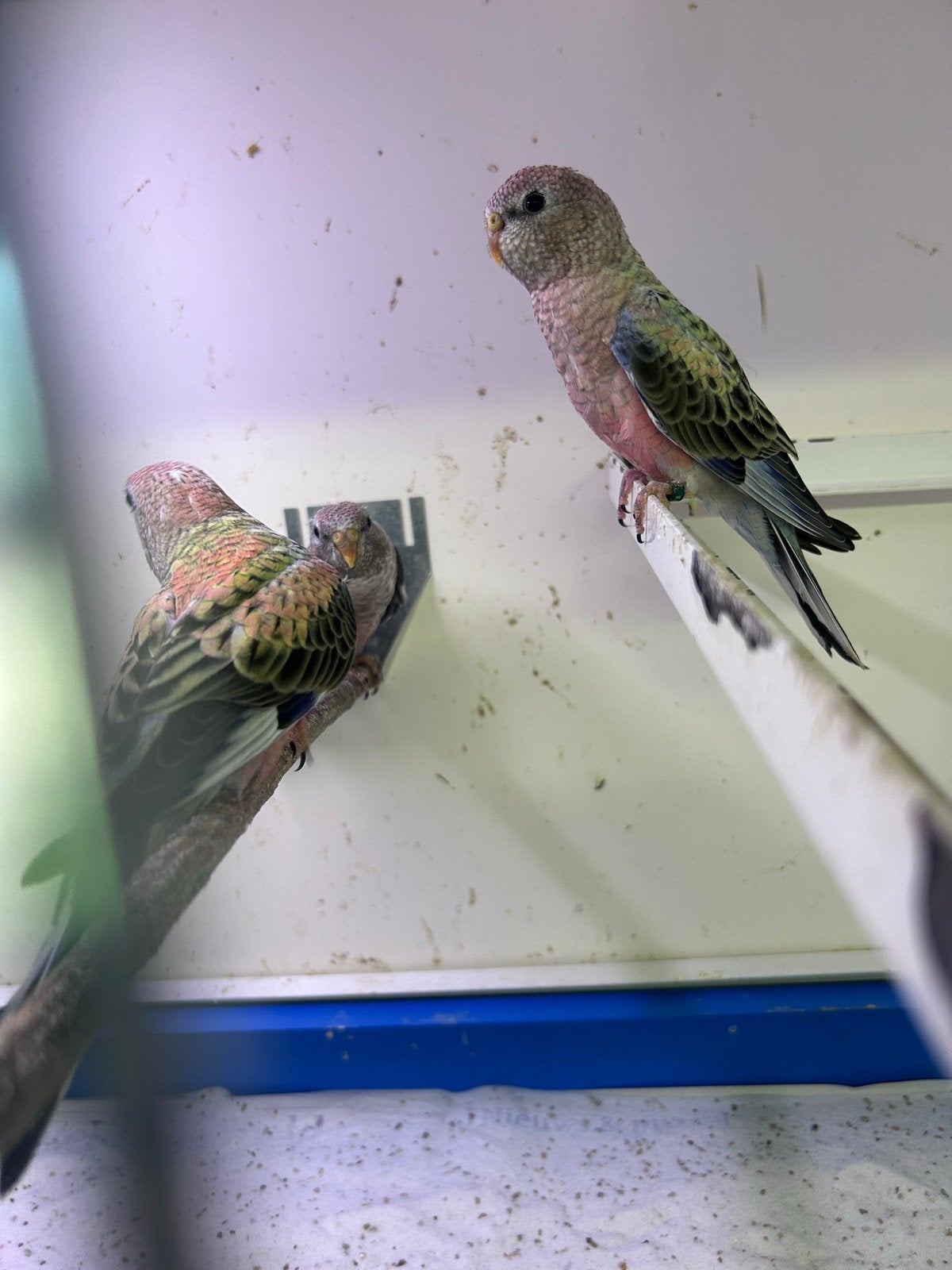 Jonge bourke parkieten, Meerdere dieren, Parkiet