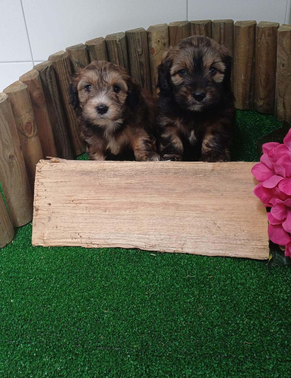 Boomer maltezer teckel (malteck) en maltezer shih tzu pups, Dieren en Toebehoren, Honden | Chihuahua's en Gezelschapshonden, Parvo