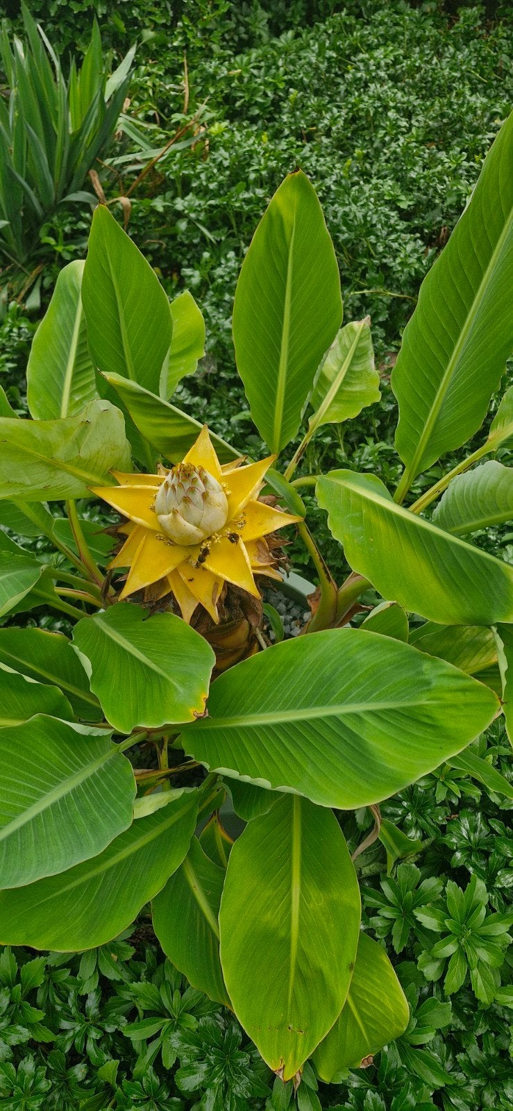 Te koop lotus banaan- Sierbanaan, Tuin en Terras, Planten | Tuinplanten, Ophalen, Overige soorten, Volle zon