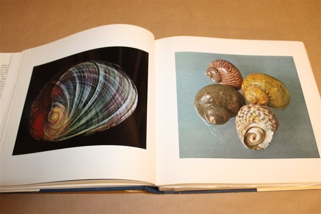 Die Muschel — Zeeschelpen Fotoboek, Dik Boek, Boeken, Ophalen of Verzenden, Gelezen, Natuur algemeen