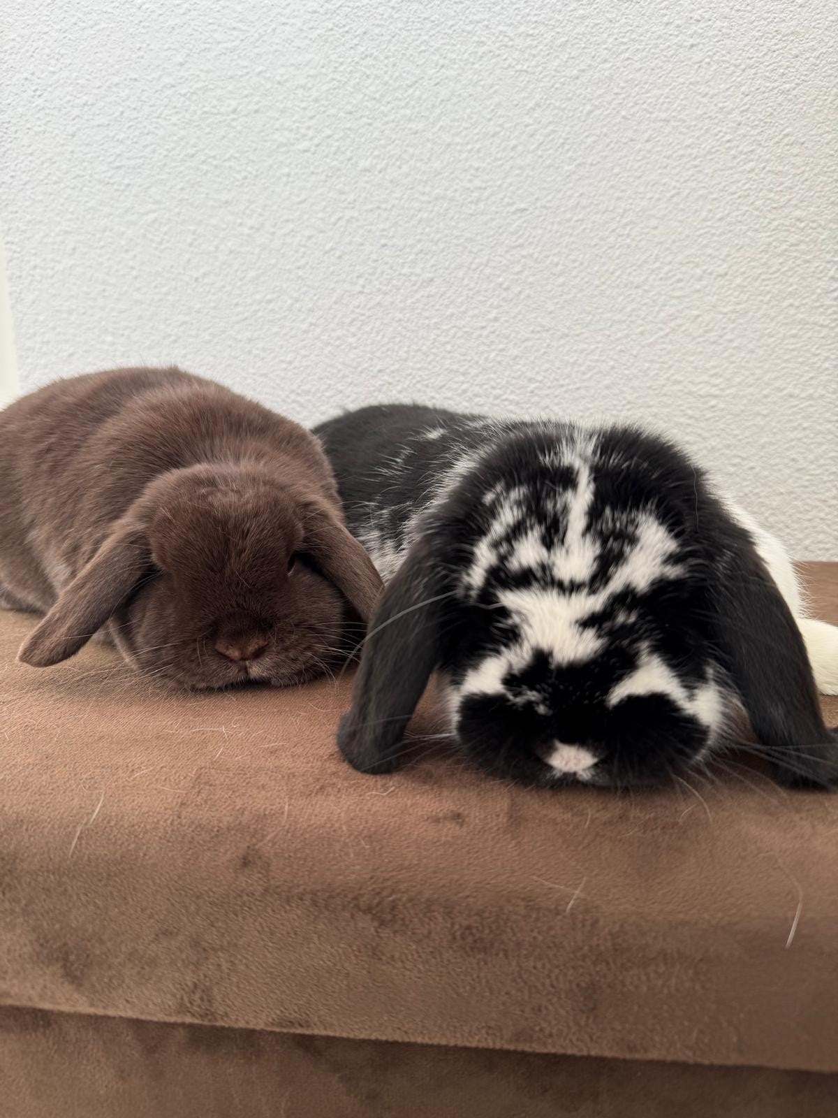 Twee konijnen, Dieren en Toebehoren, Konijnen, Meerdere dieren