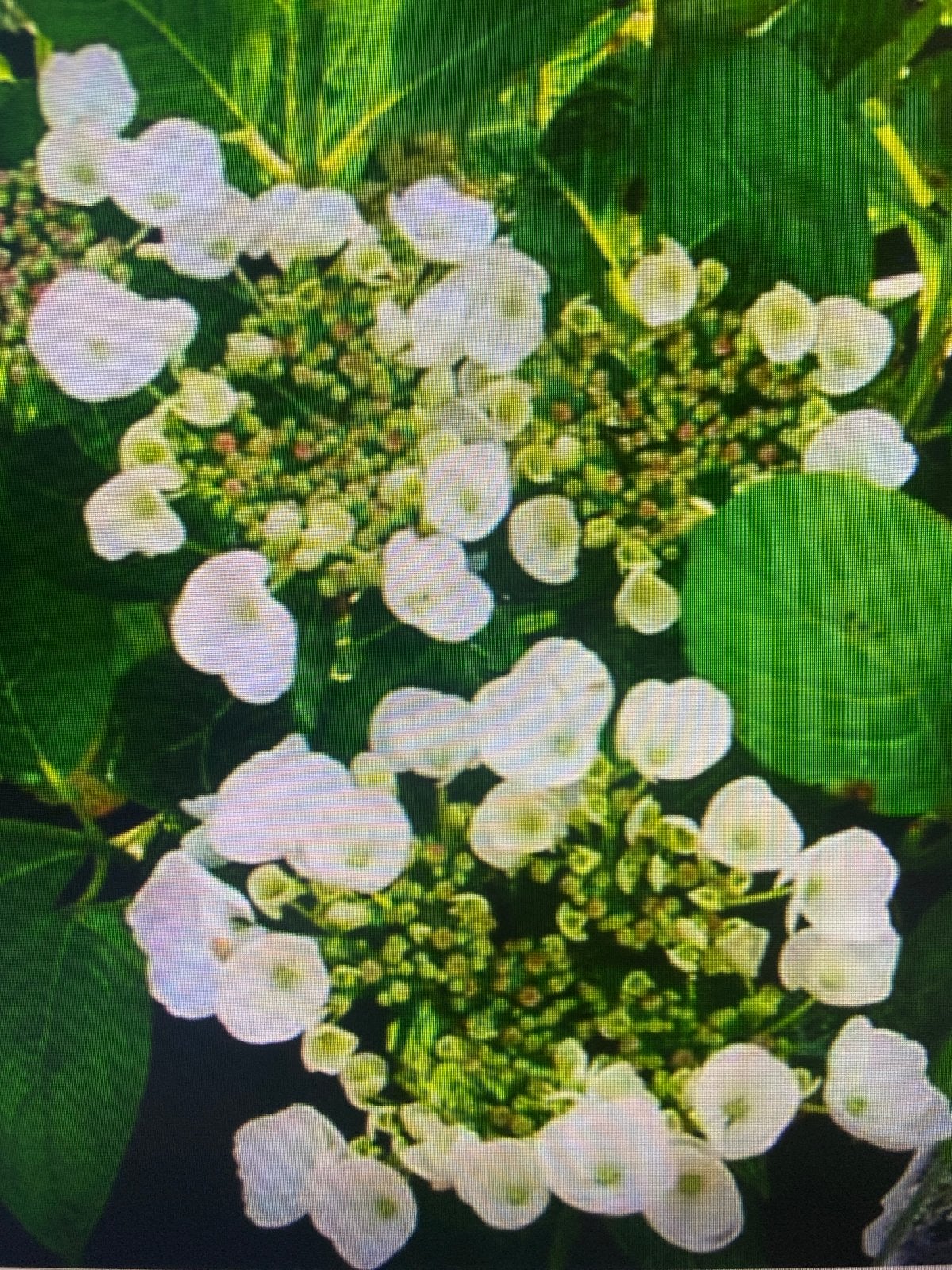 Witte Hortensia hydrangea macro libelle  vaste plant, Vaste plant, Halfschaduw, Zomer, Ophalen