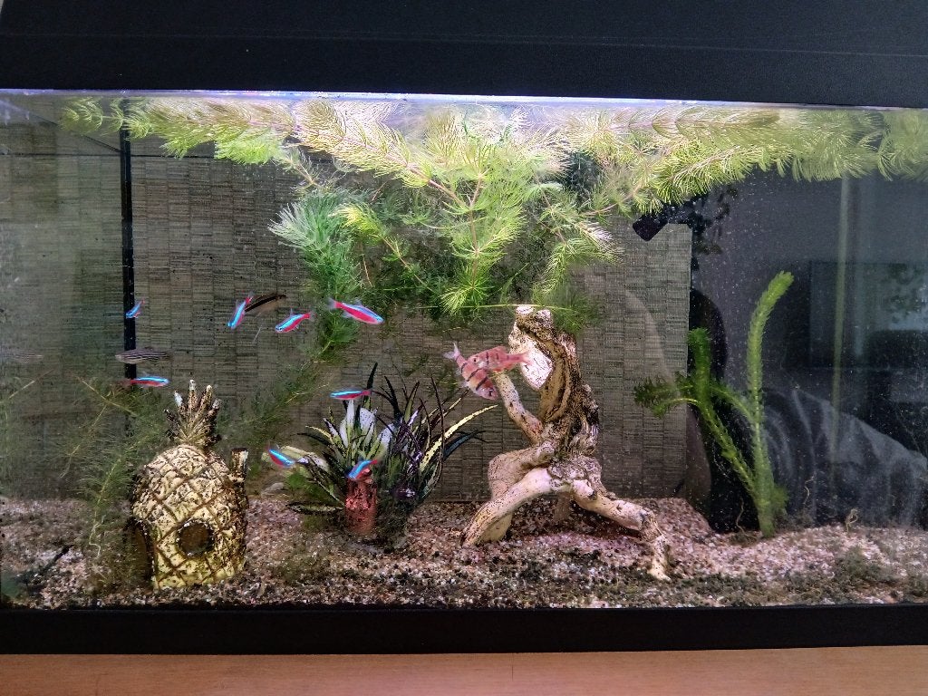 Mooi compleet aquarium, Dieren en Toebehoren, Vissen | Aquaria en Toebehoren, Ophalen, Gebruikt, Gevuld zoetwateraquarium, Inclusief toebehoren