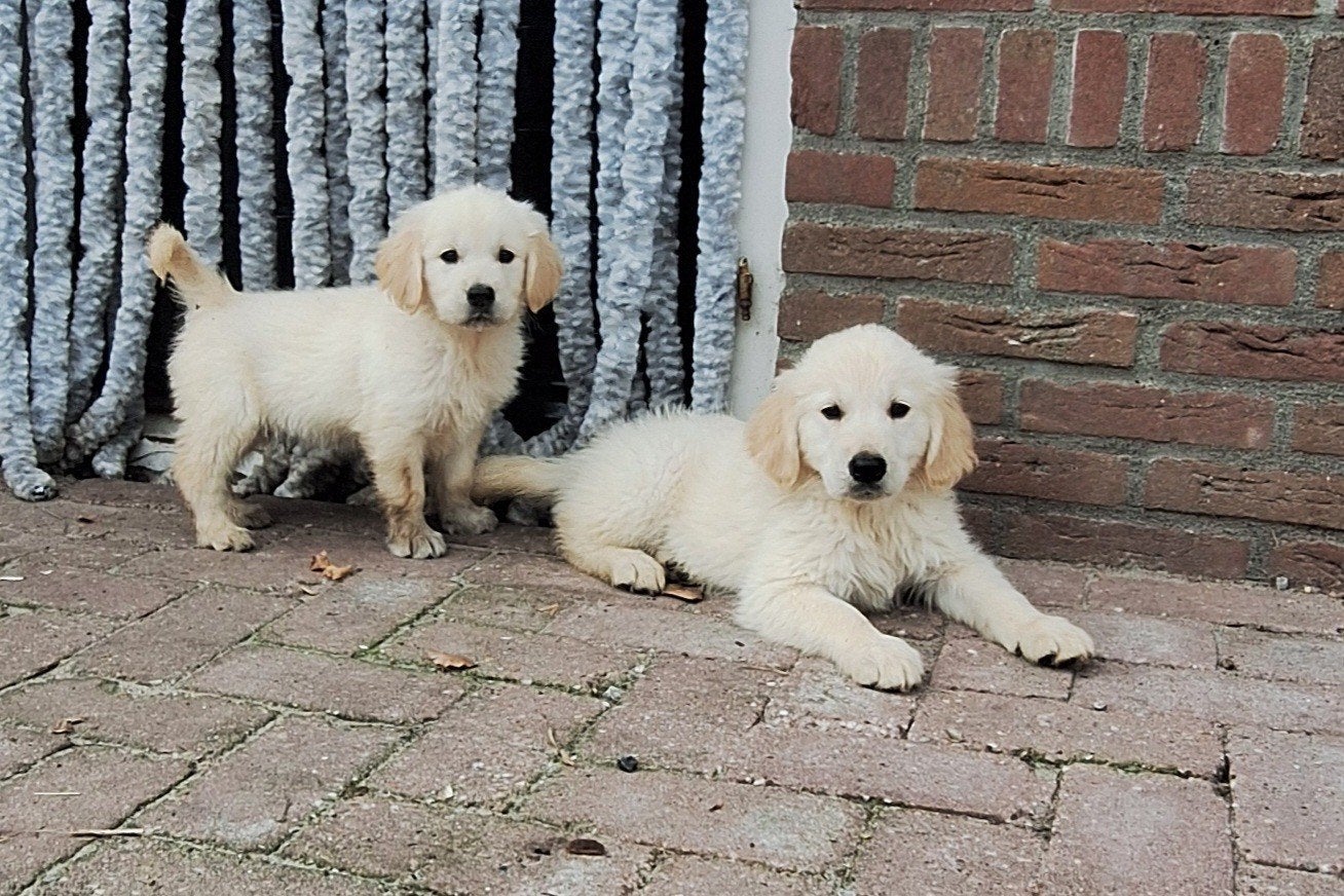 Golden retriever pups, Golden retriever, 8 tot 15 weken, Parvo, Meerdere