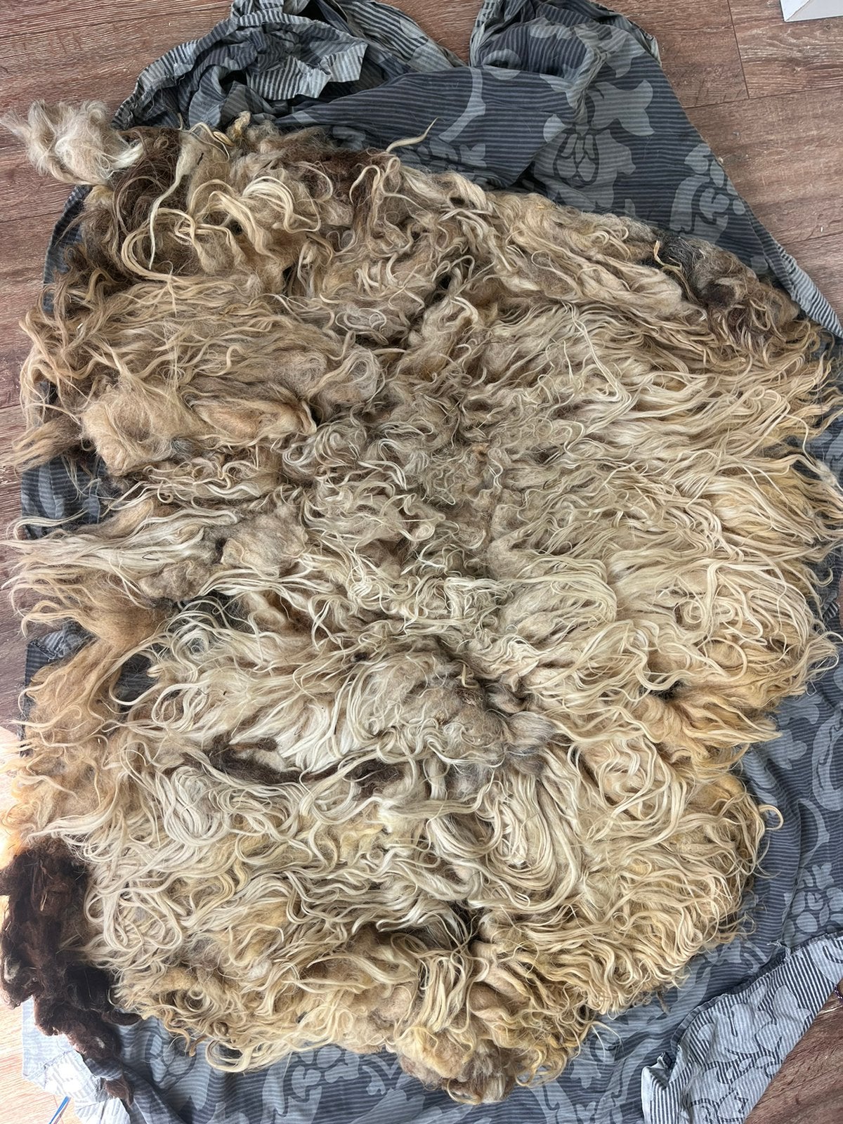 Ruwe vacht 2 - drents heideschaap, Mannelijk, Schaap