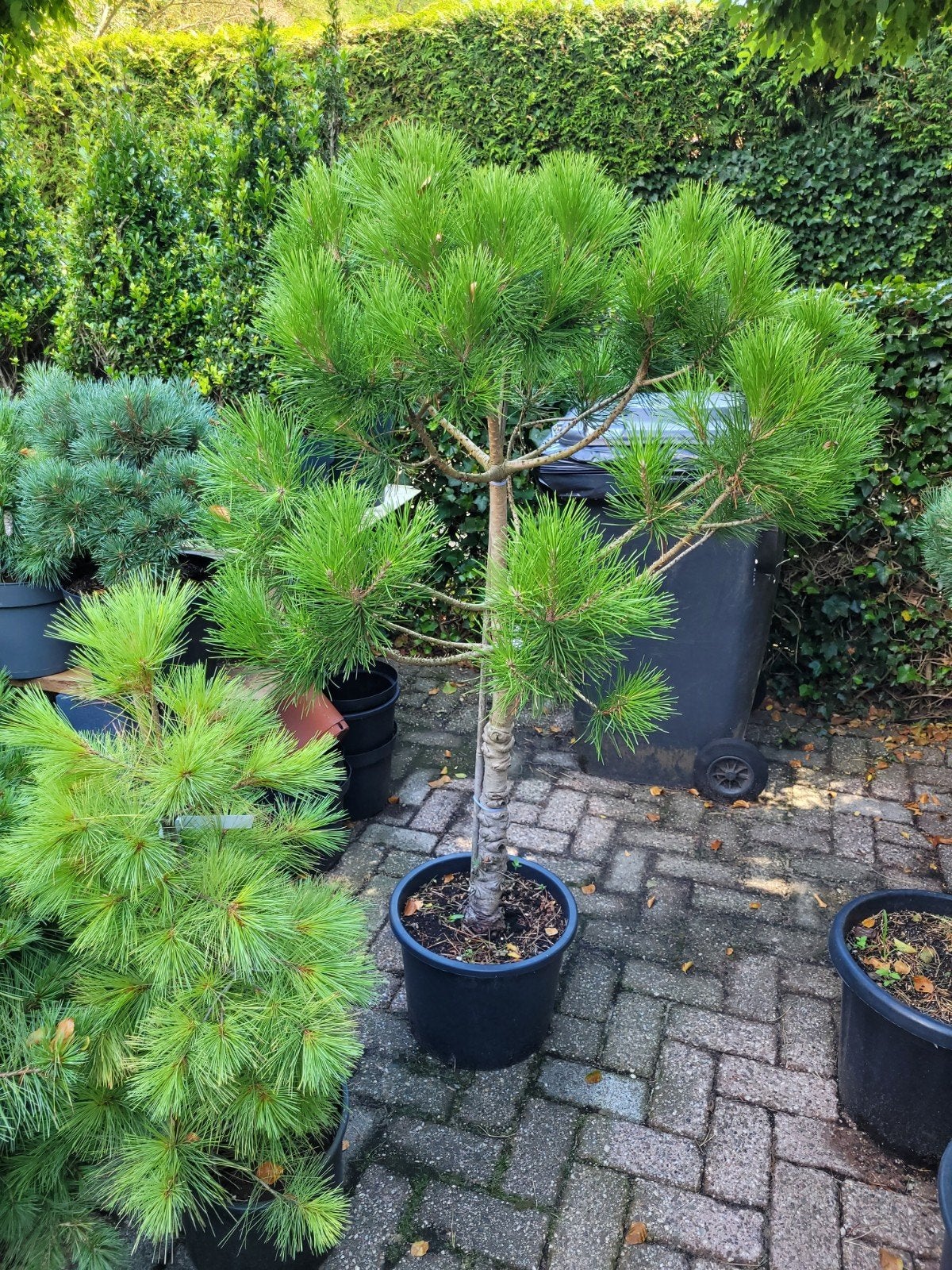 Pinus Pinea Parasolden - Mediterrane Pijnboom, Volle zon, Vaste plant, Bloeit niet, Ophalen