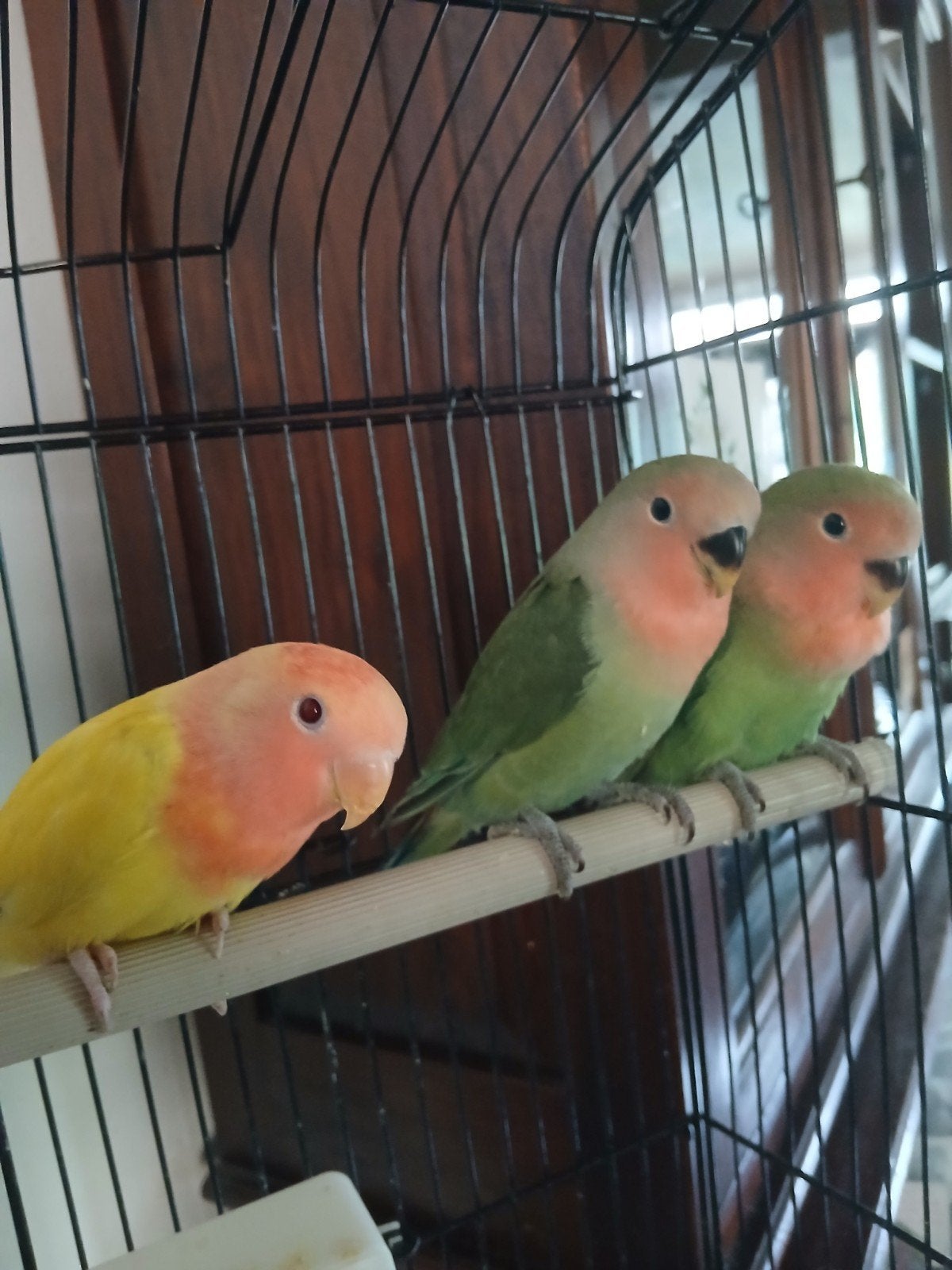 dwergpapegaai, Geslacht onbekend, Dwergpapegaai of Agapornis, Geringd