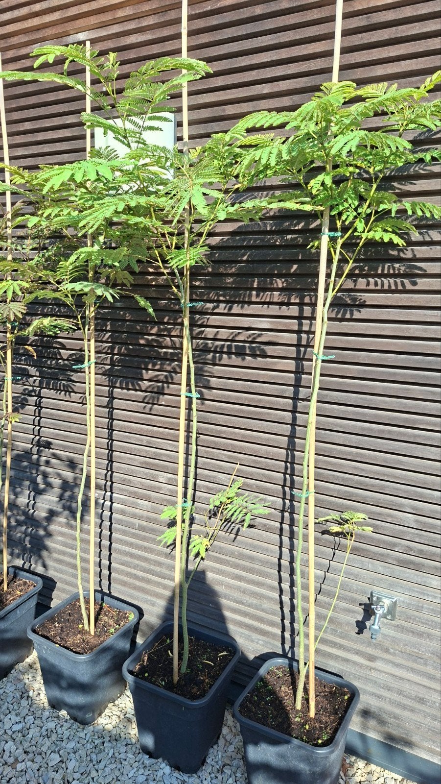 Perzische slaapboom (Albizia julibrissin), Tuin en Terras, Planten | Bomen, Ophalen, Volle zon, Overige soorten