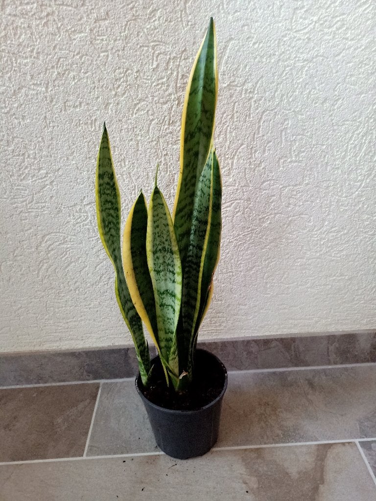 Sanseveria, Ophalen, Overige soorten, Halfschaduw, Minder dan 100 cm