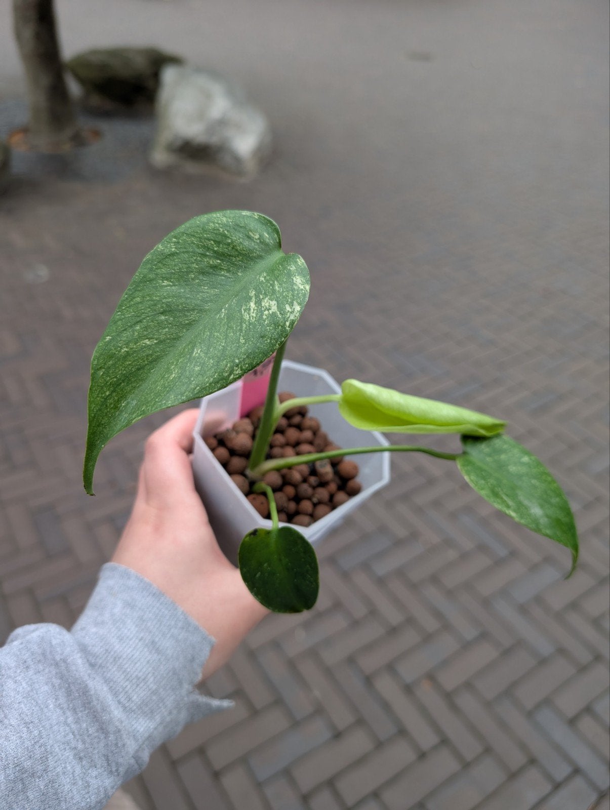 Monstera White Monster (Laag) Variegata #26, Ophalen of Verzenden, Halfschaduw, Minder dan 100 cm
