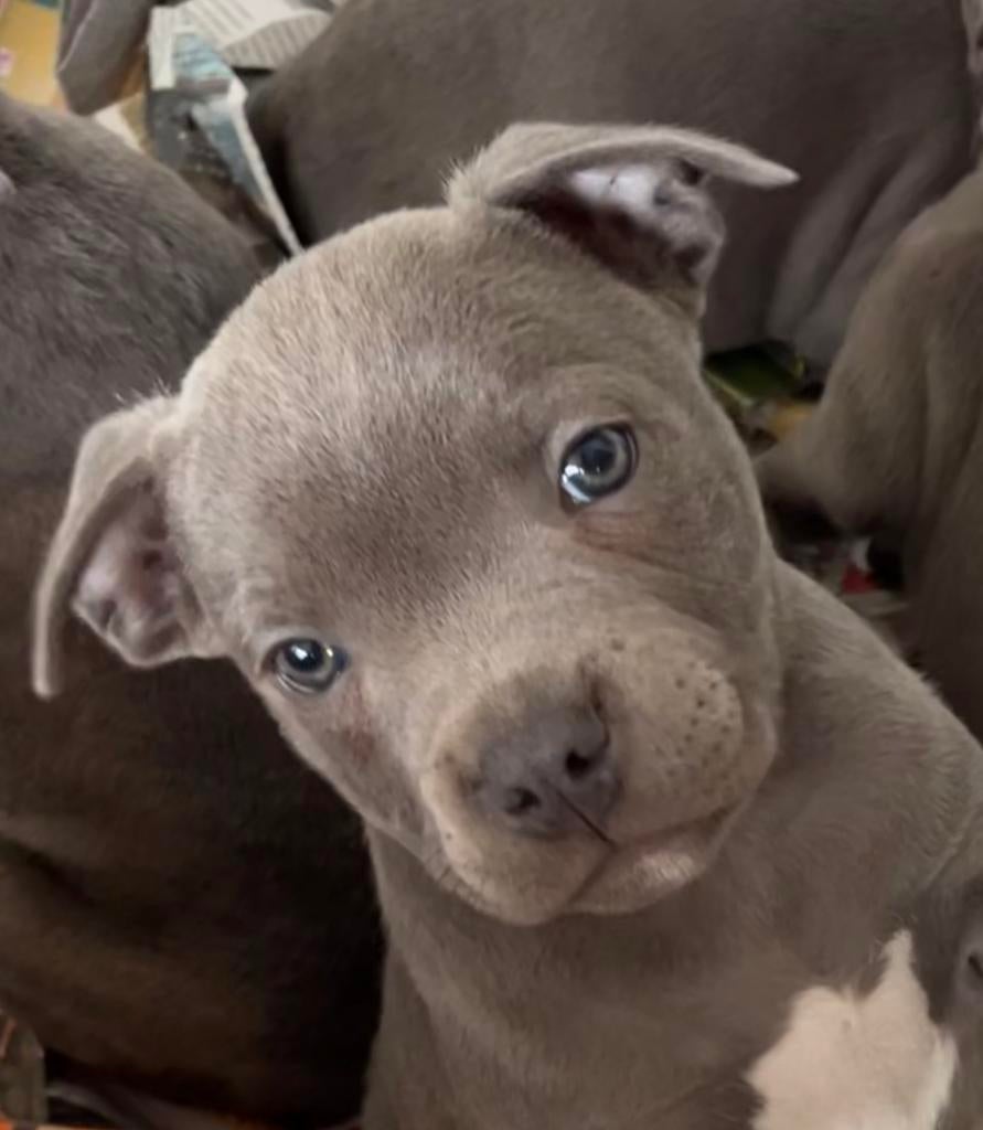 Engelse stafford pups blauw met FCI stamboom, 8 tot 15 weken, Meerdere, Meerdere dieren, Parvo