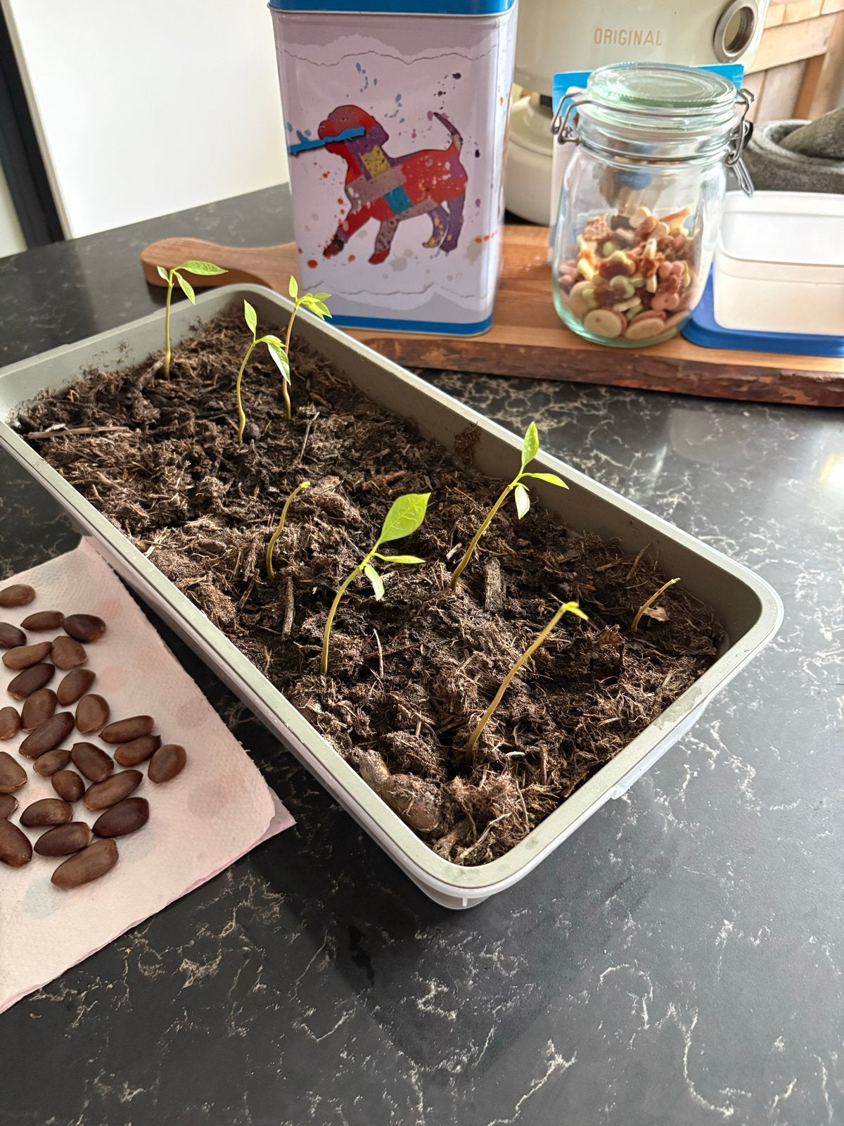 Pawpaw zaden  1 en 3  jarige zaailing - Asimina triloba, Ophalen, Lente, Overige soorten, In pot