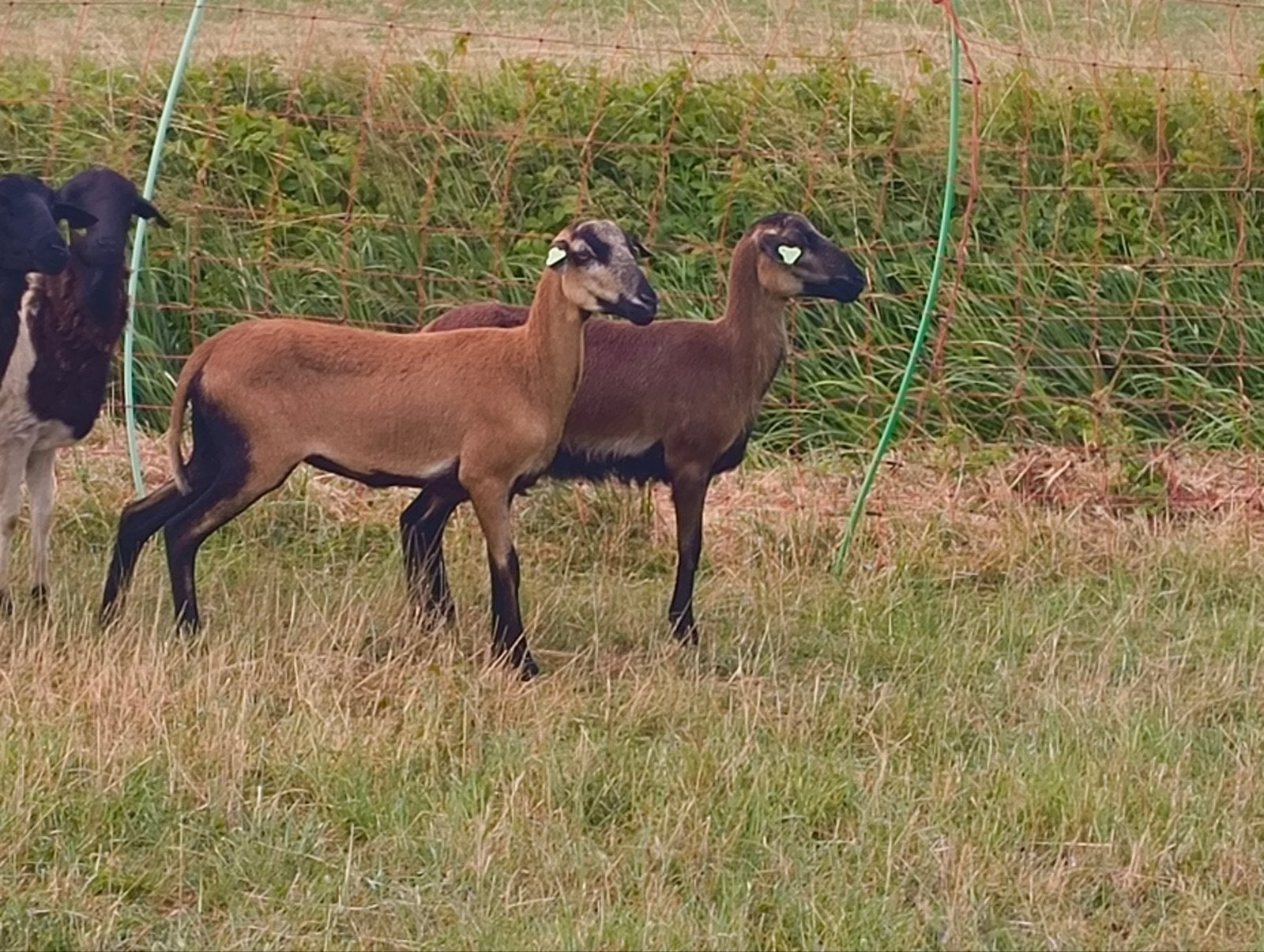 2 Kameroen ooien met 2 ooi lammeren samen voor 600 euro, Vrouwelijk, Schaap, 0 tot 2 jaar