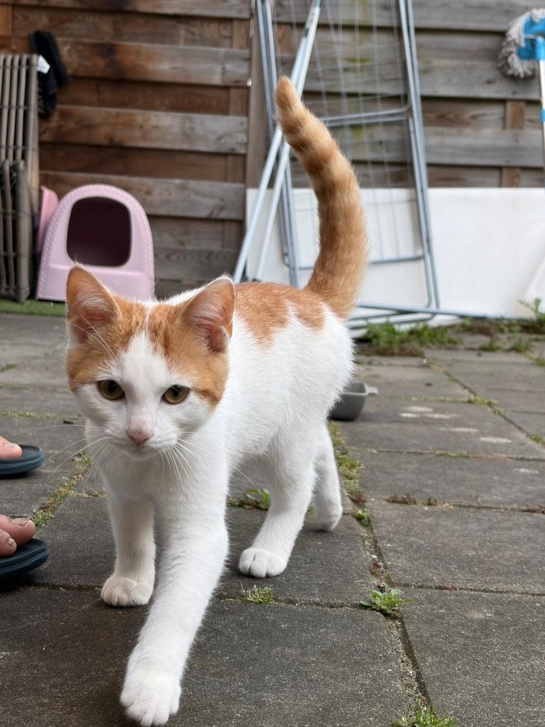 Adorable Kittens Looking for a Loving Home, Kater, Ingeënt, 0 tot 2 jaar