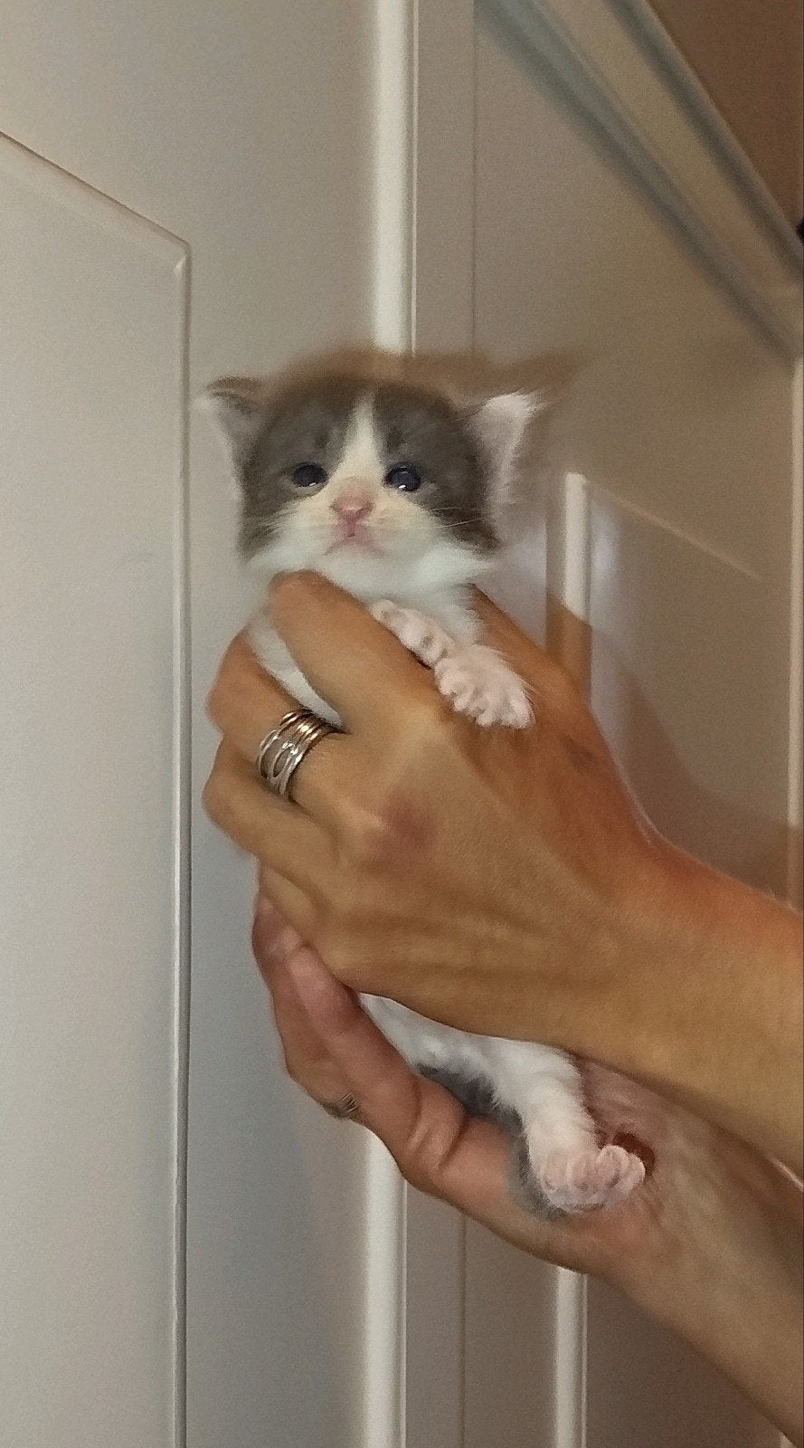 mainecoon kittens, Dieren en Toebehoren, Meerdere dieren, Ontwormd, 0 tot 2 jaar