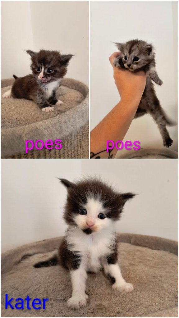 Maine Coon Kittens, Meerdere dieren, Ontwormd, 0 tot 2 jaar