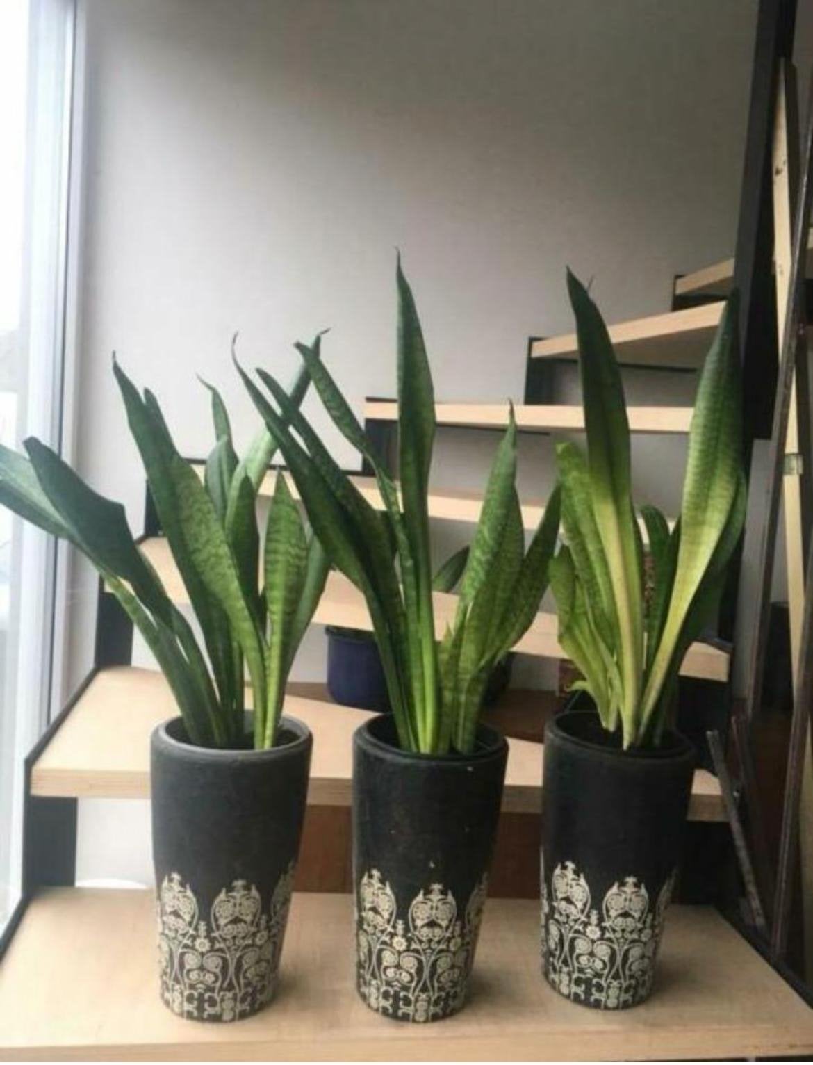 Supermooie decoratieve hoge 31cm terracotte potten, Tuin en Terras, Bloempotten, Ophalen, Gebruikt, Rond, Binnen