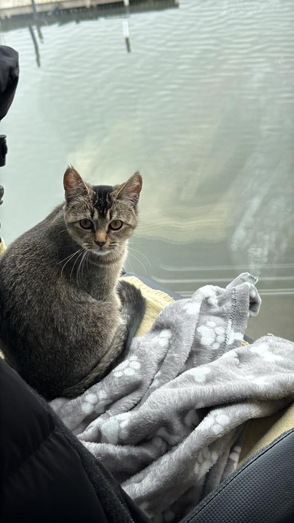 Kitten van 6maanden te koop (poes), Dieren en Toebehoren, Katten en Kittens | Overige Katten, Poes, Kortharig, 0 tot 2 jaar