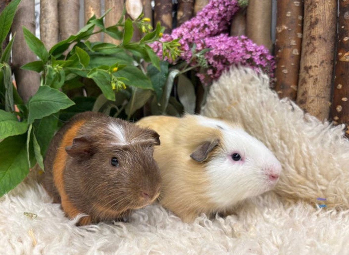 Super knap cavia koppel ( met zorg gematcht), Dieren en Toebehoren, Knaagdieren, Cavia, April, Mannelijk, Tam