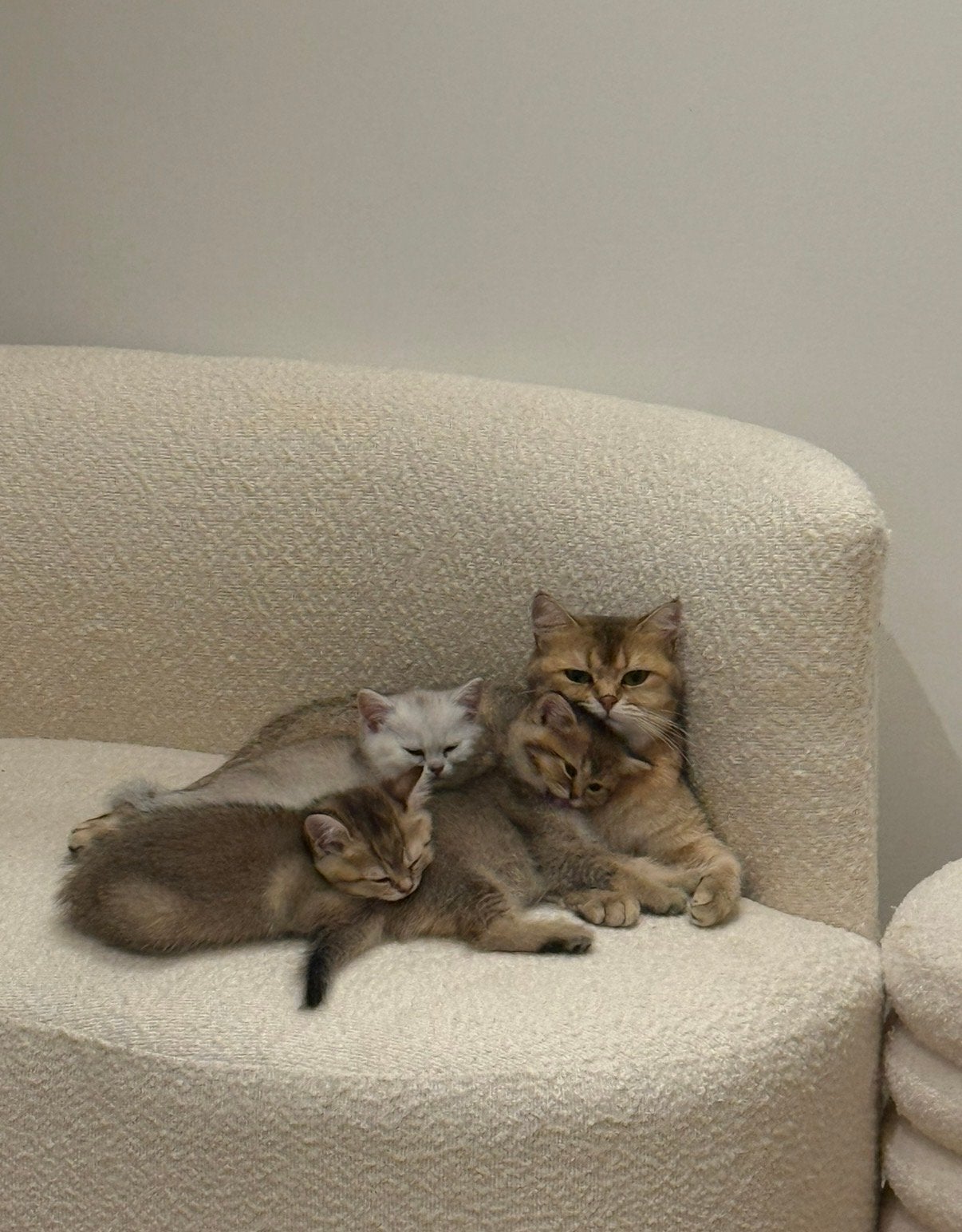 Britse korthaar kittens, direct beschikbaar, Dieren en Toebehoren, Katten en Kittens | Raskatten | Korthaar, Meerdere dieren, Ontwormd
