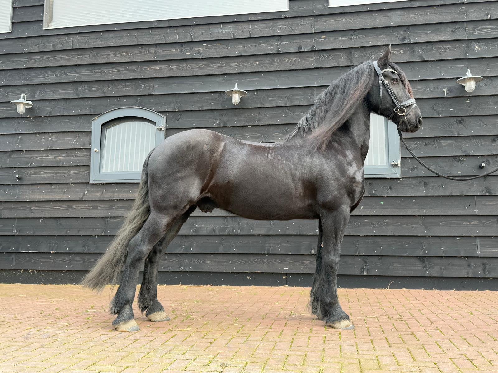 Friese ruin te koop, Dieren en Toebehoren, Ruin, 165 tot 170 cm, Met stamboom, 11 jaar of ouder