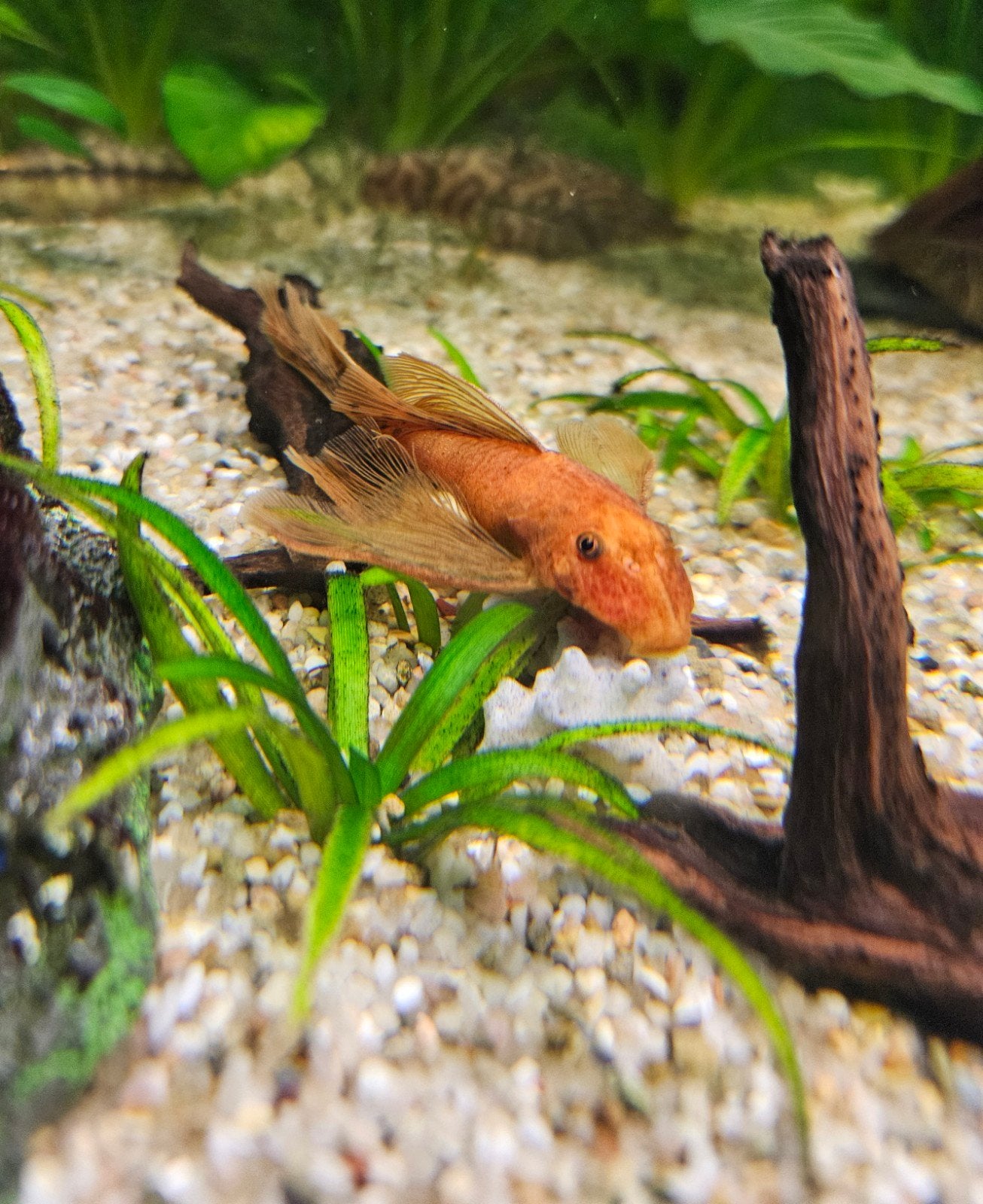Gezocht! pleco longfin red vrouw zoekt man, Vis, Zoetwatervis