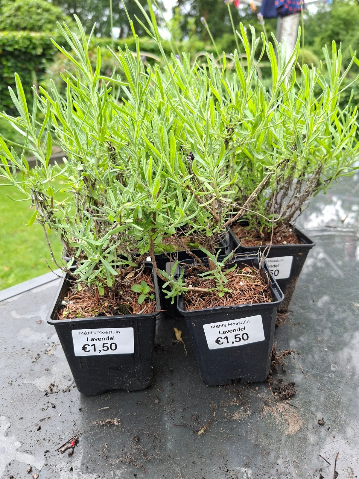 Mooie Lavendel Planten - Geurige Aanwinst voor uw Tuin, Ophalen, Overige soorten, Volle zon