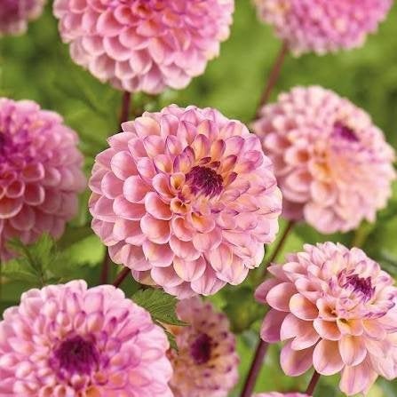Wine eyed jill dahlia, Ophalen, Volle zon, Knol
