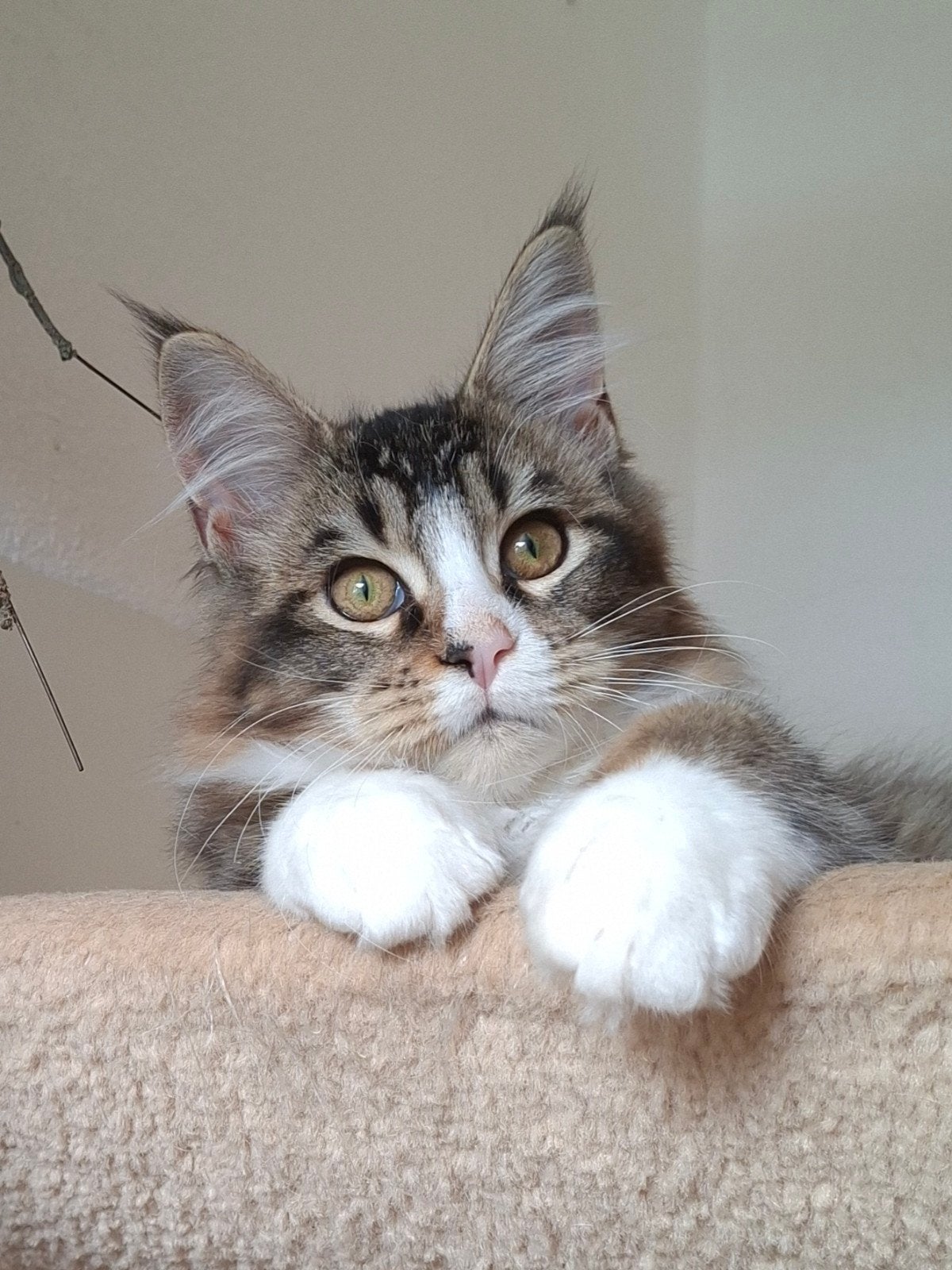 Maine Coon kitten poes: Volbloed, 2 zusjes, SAMEN €1500,-!, Dieren en Toebehoren, Meerdere dieren, Gechipt, 0 tot 2 jaar