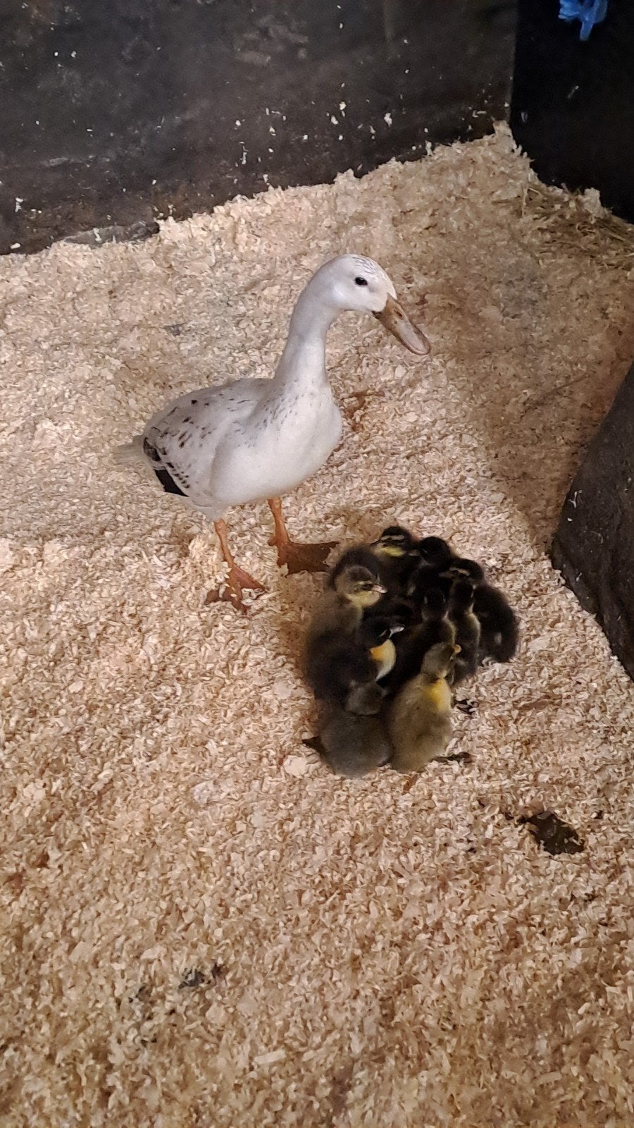 Loopeenden moeder met 12 kuikens, Meerdere dieren, Eend
