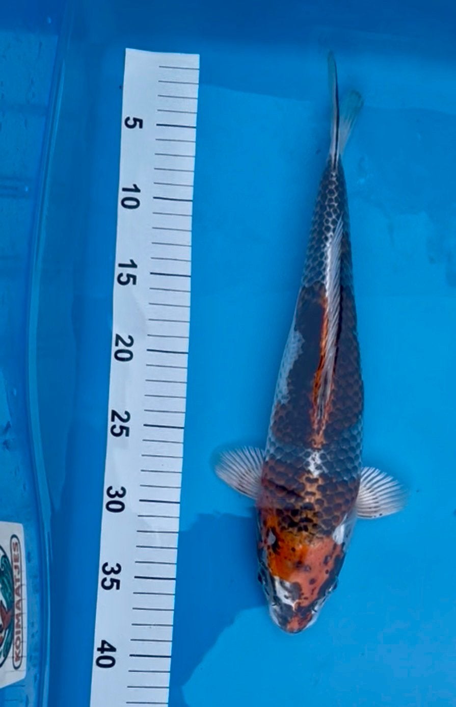 Japanse Koi diverse soorten en kleuren., Dieren en Toebehoren, Vissen | Vijvervissen, Karper of Koi