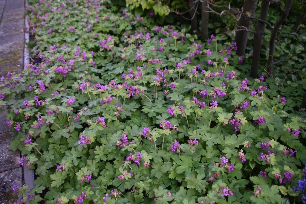 Geranium maccroryzzum, Bodembedekkers, Vaste plant, Ophalen of Verzenden, Halfschaduw