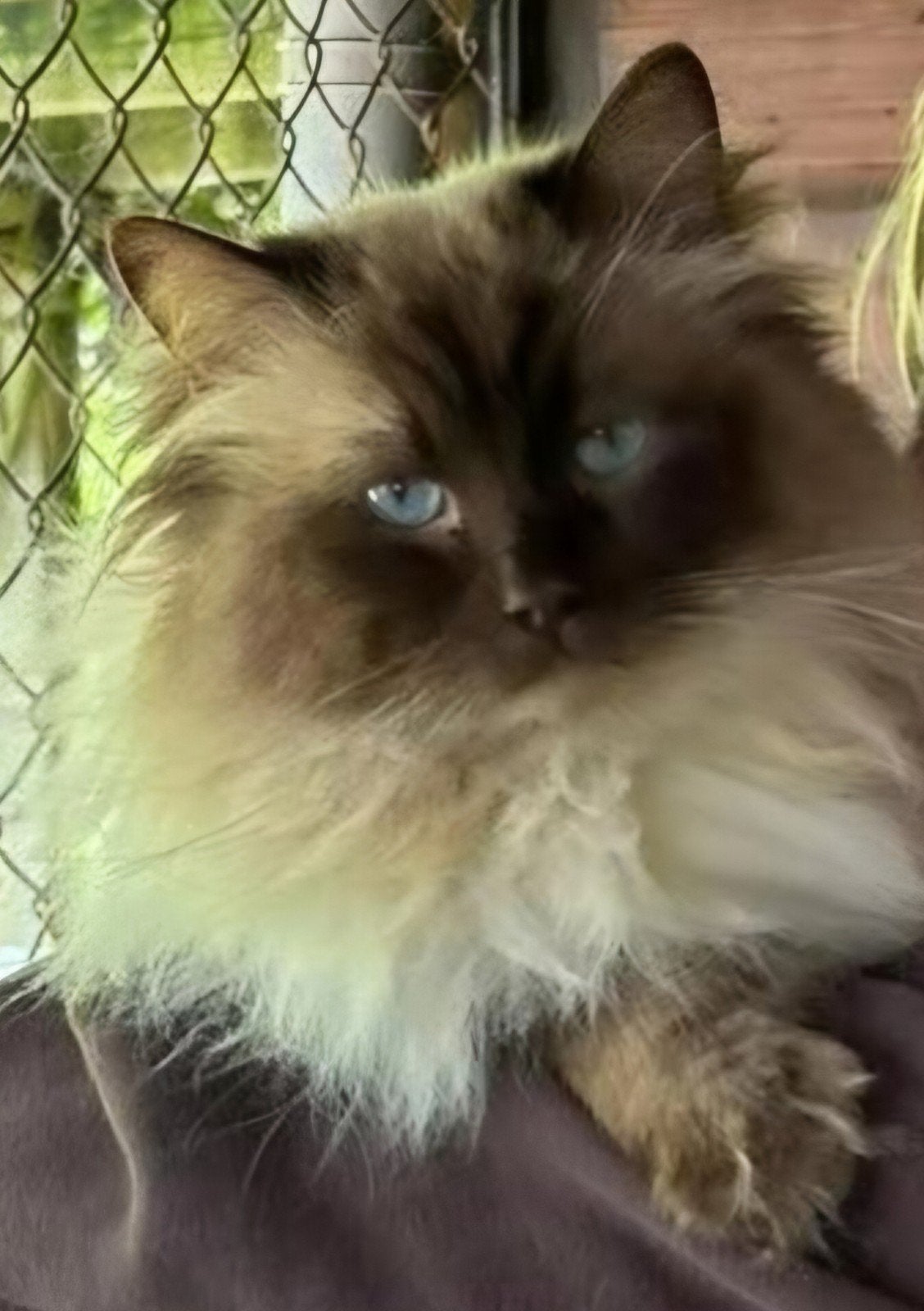 Chocolate point Ragdoll kater met stamboom Herplaatser, Kater, Met stamboom, 3 tot 5 jaar