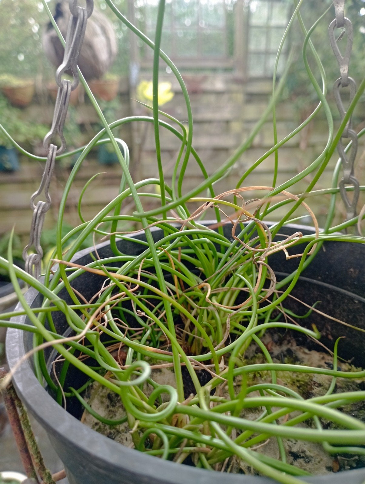 kronkel pitrus ., Volle zon, Vaste plant, Siergrassen, Ophalen of Verzenden