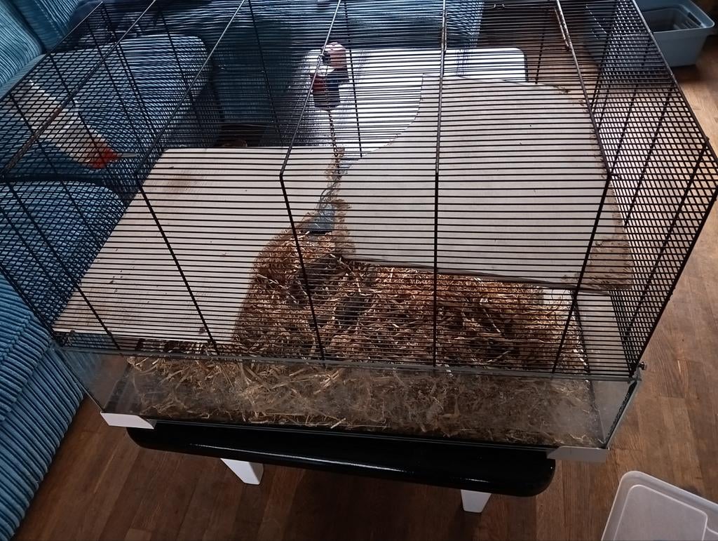 Tamme ratjes . Rittens 6 en 7 weken oud, Dieren en Toebehoren, Knaagdieren, Januari, Meerdere dieren, Rat