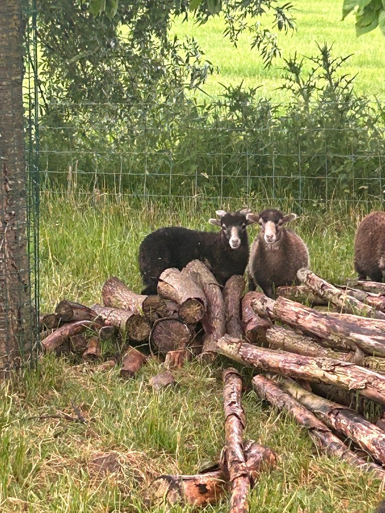 Ouessant ramlammeren, Dieren en Toebehoren, Mannelijk, Schaap