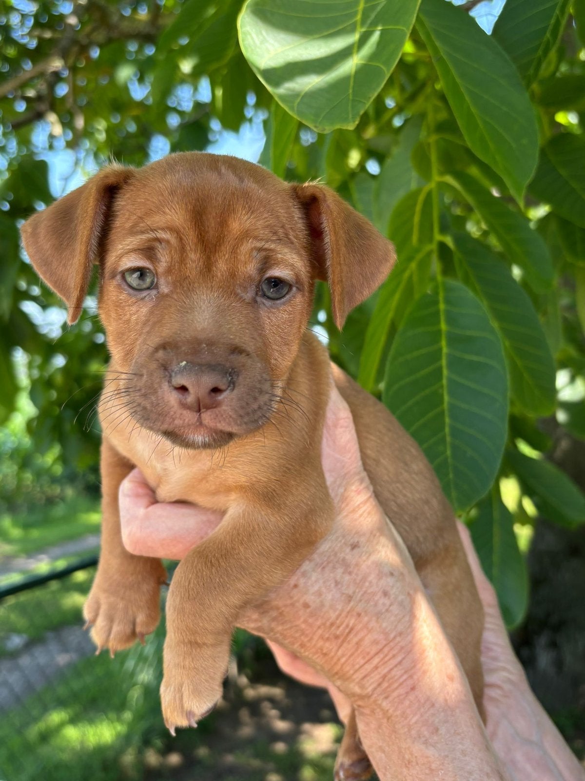 Prachtige Jack Russel pups te koop, Parvo, Jack Russell Terriër, 8 tot 15 weken, Meerdere