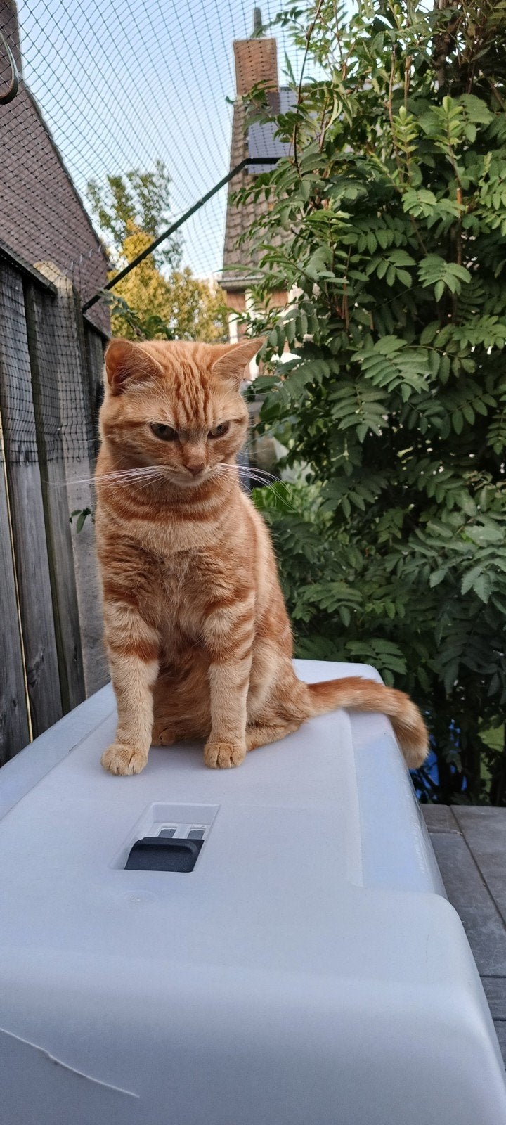 OPPAS VOOR  POESJE EN EVT HONDJE AAN HUIS, OF IN EIGEN HUIS, Poes