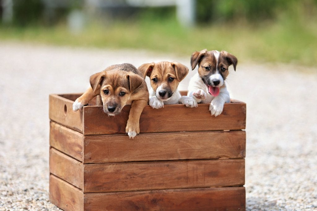 Lieve Jack Russell pups te koop 1x reu, Jack Russell Terriër, 8 tot 15 weken, Parvo, Meerdere