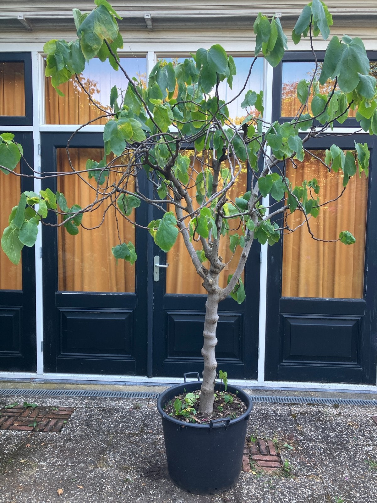 Mooie vijg in pot, Bloeit niet, Halfschaduw, 100 tot 250 cm, Ophalen