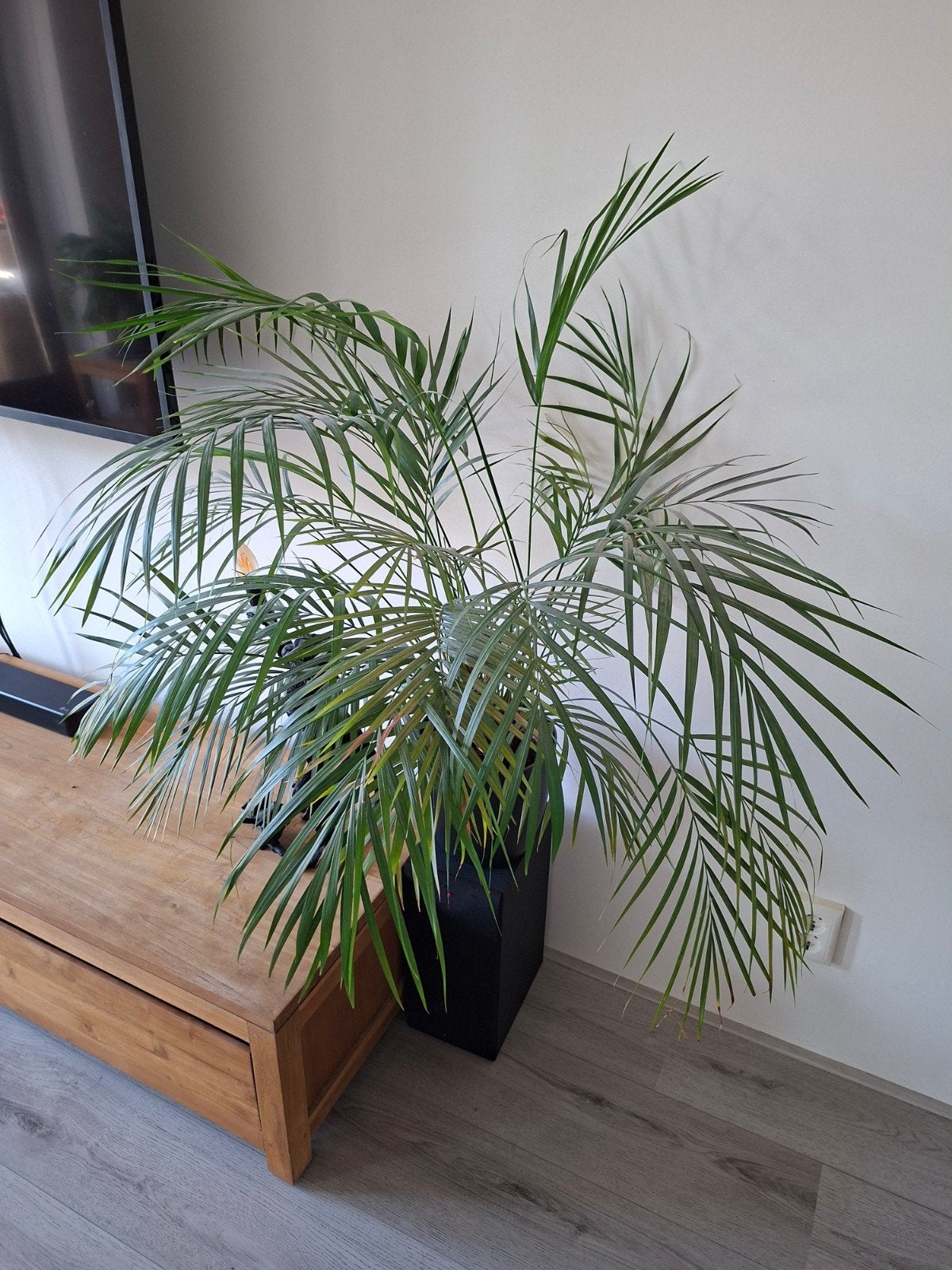 Palmpje palm, Ophalen, Halfschaduw, Minder dan 100 cm